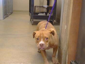CHUCKLE -  Pit Bull Terrier Dog for Adoption in Sacramento, California - CHUCKLE | PetCurious