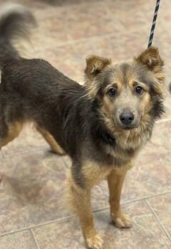 Australian Shepherd Dogs Available for Adoption - Carl | PetCurious