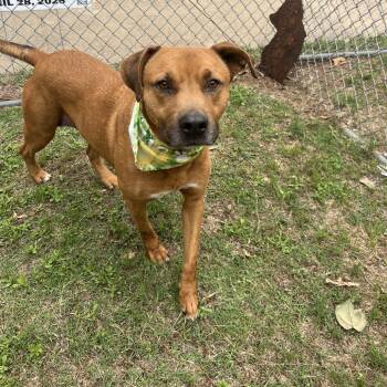 Labrador Retriever Dogs Available for Adoption in Palestine, Texas - Mila | PetCurious