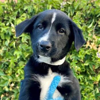 Siberian Husky Dogs Available for Adoption in Walnut Creek, California - Celosia | PetCurious