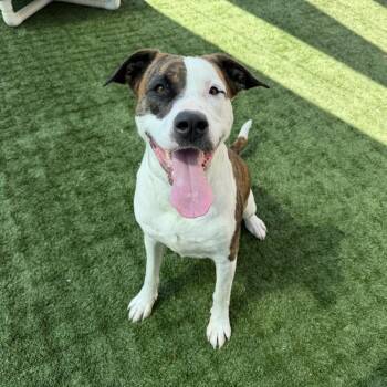 Pit Bull Terrier Dogs Available for Adoption in Pasadena, California - Mashed Potato | PetCurious