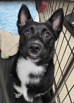26-435 Oso -  Shiba Inu Dog for Adoption in Lindenhurst, New York - 26-435 Oso | PetCurious