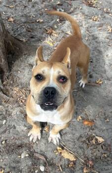 Rescue Mixed Breed Dogs for Adoption in West Chester, Pennsylvania - Gummy Bear | PetCurious