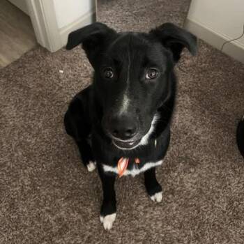 Australian Shepherd and Labrador Retriever Dogs Available for Adoption - Richie | PetCurious