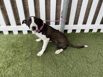 Border Collie and Mixed Breed Dogs Available for Adoption in Modesto, California - A609950 | PetCurious