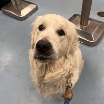 Reisling -  Golden Retriever Dog for Adoption in Brockton, Massachusetts - Reisling | PetCurious