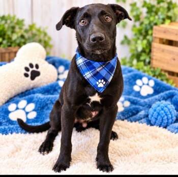 Relish -  Black Labrador Retriever Dog for Adoption - Relish | PetCurious