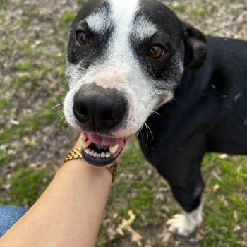 Pit Bull Terrier Dogs Available for Adoption - Roxie **Courtesy Post. Out Of Town Pet. See Below For Details** | PetCurious