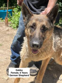 Gabby -  German Shepherd Dog Dog for Adoption in Blue Springs, Missouri - Gabby | PetCurious