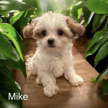 Mike -  Maltipoo Dog for Sale in Louise, Texas - Mike | PetCurious