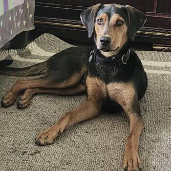 Max B -  Coonhound Dog for Adoption in Anahuac, Texas - Max B | PetCurious