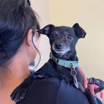Chihuahua Dogs Available for Adoption in Ramona, California - Smallie | PetCurious