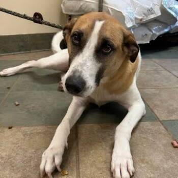 Yo -  Mixed Breed Dog for Adoption in Chattanooga, Tennessee - Yo | PetCurious