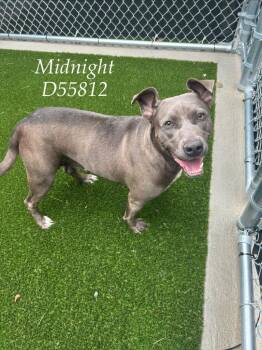 Midnight -  Pit Bull Terrier Dog for Adoption in Clarksville, Tennessee - Midnight | PetCurious
