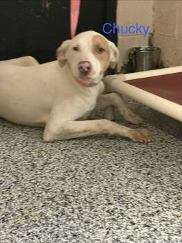 Chucky -  Pointer Dog for Adoption in Fayetteville, West Virginia - Chucky | PetCurious