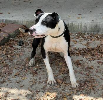 Cow -  American Staffordshire Terrier Dog for Adoption in Slidell, Louisiana - Cow | PetCurious