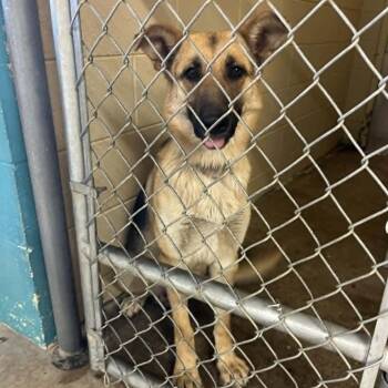 German Shepherd Dog Dogs Available for Adoption in Wilmington, Delaware - Sarah | PetCurious