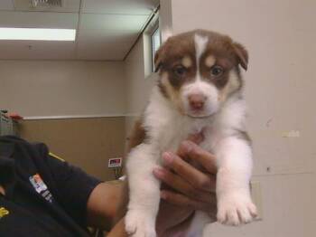 MALTA -  Siberian Husky Dog for Adoption in Sacramento, California - MALTA | PetCurious