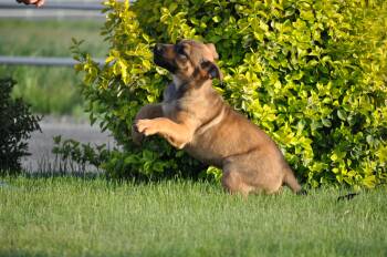 Rescue Rottweiler and Shepherd Dogs for Adoption in Union Gap, Washington - Iris | PetCurious