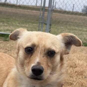 Terrier Dogs Available for Adoption in Niagara Falls, Ontario - Reynard Aka Foxy (20260418-01) | PetCurious