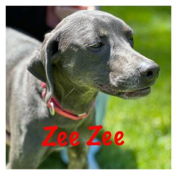 Weimaraner Dogs Available for Adoption in Orland Park, Illinois - Zee Zee  | PetCurious
