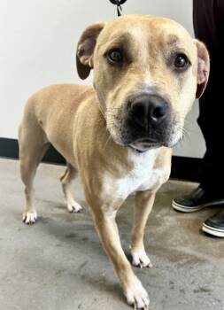 Rescue Mixed Breed Dogs for Adoption in West Chester, Pennsylvania - Spencer | PetCurious