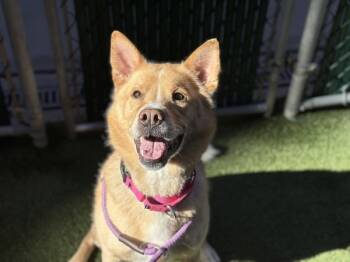 Rescue Mixed Breed Dogs for Adoption in New York, New York - Chestnut | PetCurious