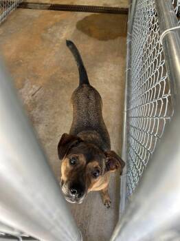 Rescue Mixed Breed and German Shepherd Dog Dogs for Adoption in Newborn, Georgia - FRANKIE | PetCurious