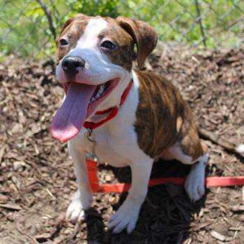 Pit Bull Terrier Dogs Available for Adoption in Champaign, Illinois - Tifa | PetCurious