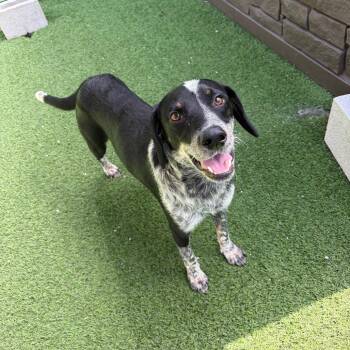 Charlie 1022 -  Australian Cattle Dog Blue Heeler and Mixed Breed Dog for Adoption in Loxahatchee Groves, Florida - Charlie 1022 | PetCurious