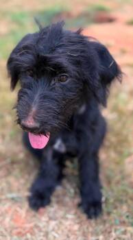 Puma -  German Shepherd Dog and Standard Poodle Dog for Adoption in New Baltimore, Michigan - Puma | PetCurious