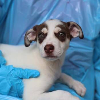 WALNUT -  Husky Dog for Adoption in San Antonio, Texas - WALNUT | PetCurious