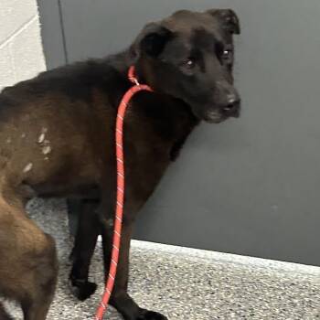 Batty -  Mixed Breed Dog for Adoption in Dearborn, Michigan - Batty | PetCurious