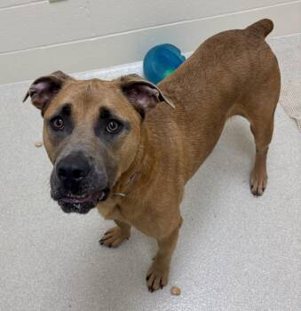Rescue Cane Corso Dogs for Adoption in Ashland, Ohio - Yogi | PetCurious