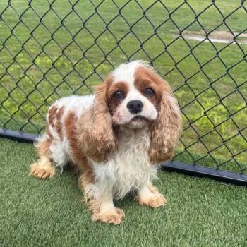 Cavalier King Charles Spaniel Dogs Available for Adoption in Zionsville, Indiana - Lantz | PetCurious