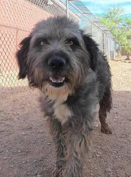 Charlie Brown aka Pig Pen -  Terrier Dog for Adoption in San Tan Valley, Arizona - Charlie Brown Aka Pig Pen | PetCurious