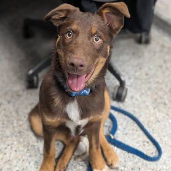 Mert -  Mixed Breed Dog for Adoption in West Olive, Michigan - Mert | PetCurious