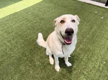 CUPER SOLIS -  Mixed Breed Dog for Adoption in Rowlett, Texas - CUPER SOLIS | PetCurious
