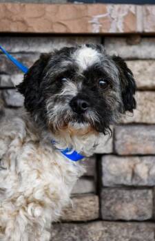 Poodle and Schnauzer Dogs Available for Adoption - Wilber | PetCurious