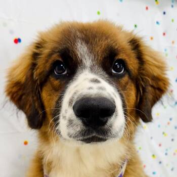 Badger -  Great Pyrenees and Australian Shepherd Dog for Adoption in Lebanon, Missouri - Badger | PetCurious