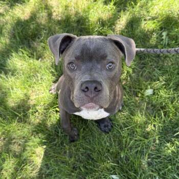 Beluga -  Pit Bull Terrier Dog for Adoption in Pekin, Illinois - Beluga | PetCurious
