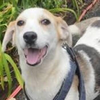 Calamity Jane -  Mixed Breed Dog for Adoption in Medfield, Massachusetts - Calamity Jane | PetCurious