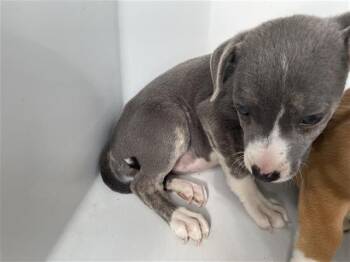 Pit Bull Terrier and Mixed Breed Dogs Available for Adoption in Houston, Texas - A655674 | PetCurious