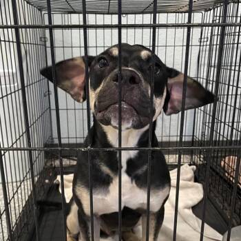 Mixed Breed Dogs Available for Adoption in Port Charlotte, Florida - Draco | PetCurious