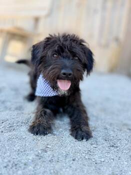 Elton -  Poodle and Boston Terrier Dog for Adoption in Muskegon, Michigan - Elton | PetCurious