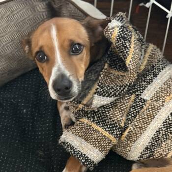 Chihuahua and Dachshund Dogs Available for Adoption - Paco | PetCurious