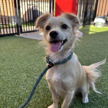 Anastasia -  Spaniel and Mixed Breed Dog for Adoption in Long Beach, California - Anastasia | PetCurious