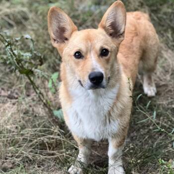 OLIVER -  Corgi Dog for Adoption in Chicopee, Massachusetts - OLIVER | PetCurious