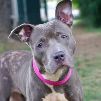 Rescue Mixed Breed Dogs for Adoption in Allentown, Pennsylvania - Lala | PetCurious