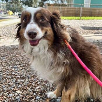 Australian Shepherd Dogs Available for Adoption - Sienna (Benefactor Dog) | PetCurious